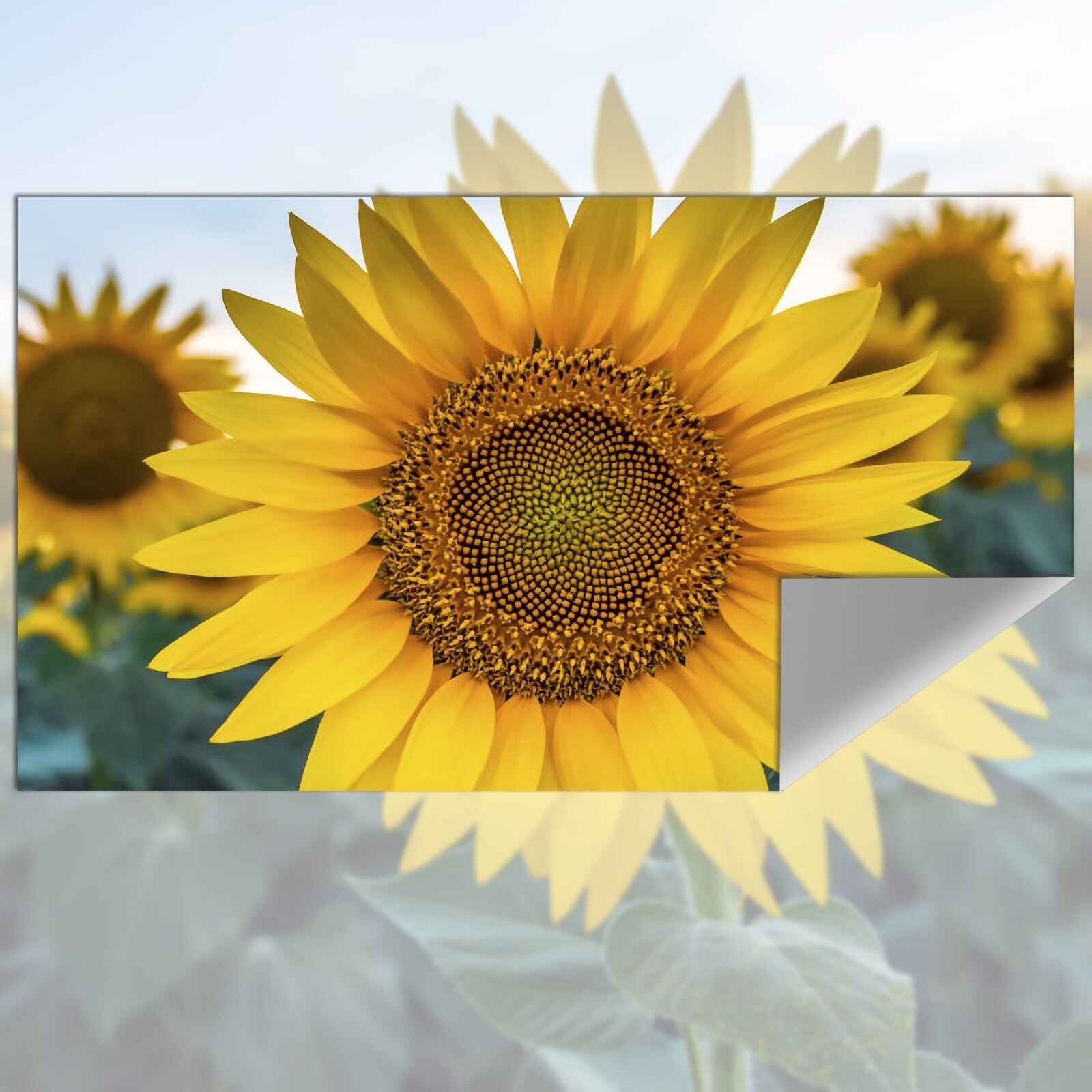 Projectiescherm Reflecterende  - Projector Screen 100 Inch recensie en prijs